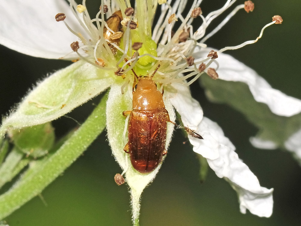 Antherophagus nigricornis?(Cryptophagidae)